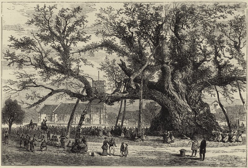 Die Cowthorpe-Eiche von English School