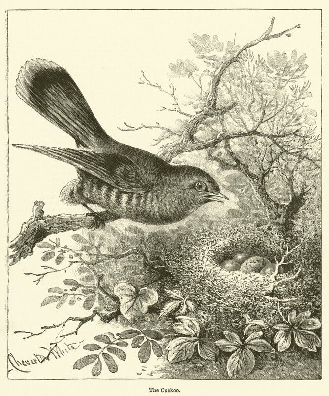 Der Kuckuck (Gravur) von English School