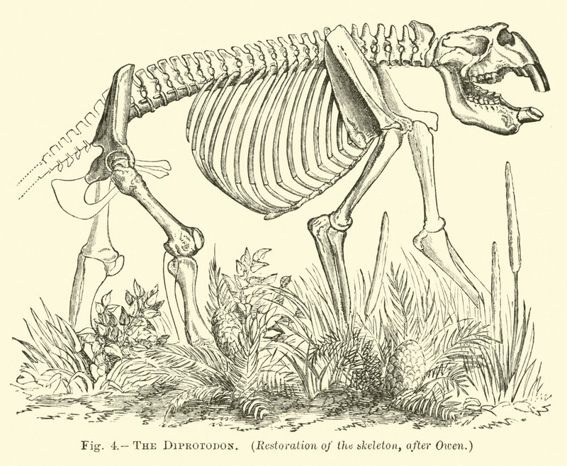 Der Diprotodon von English School