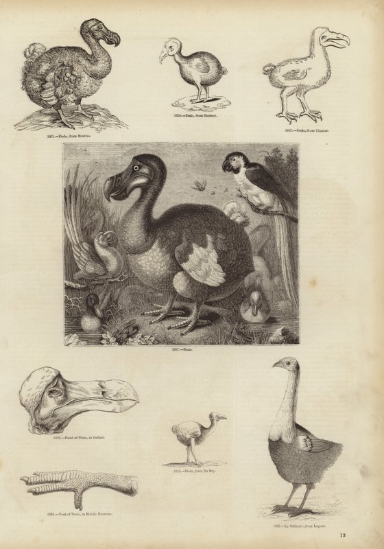 Der Dodo von English School