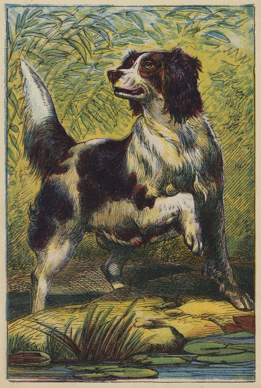 Der Hund von English School