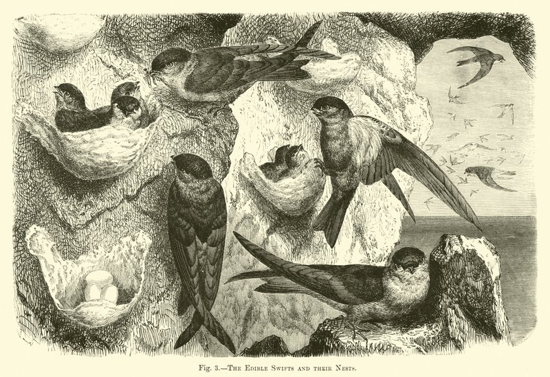 Die essbaren Mauersegler und ihre Nester von English School