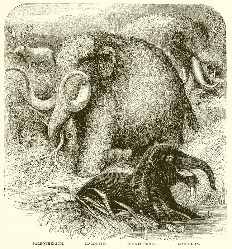 Der Elefant von English School