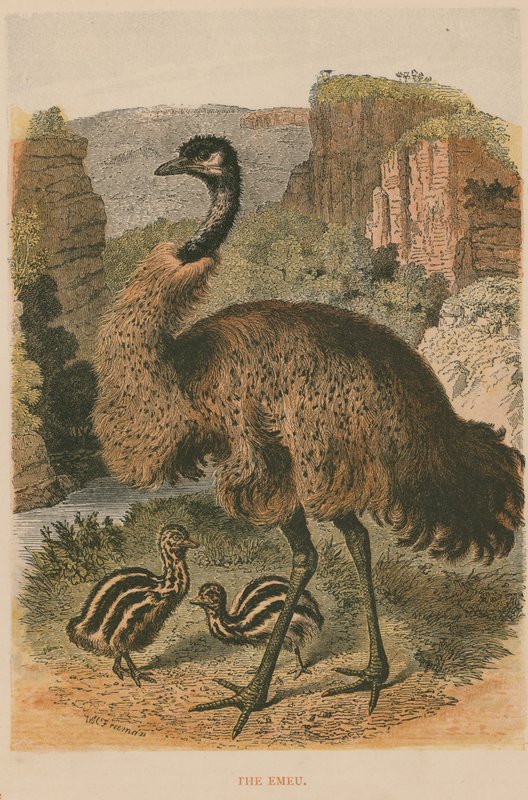 Der Emu von English School