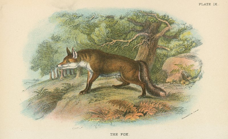 Der Fuchs von English School