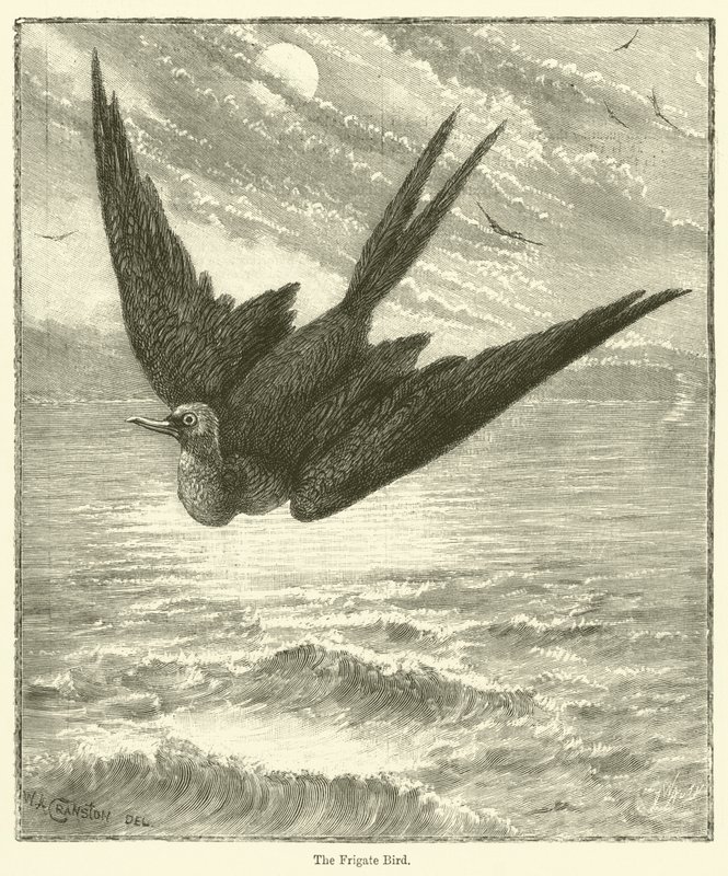 Der Fregattvogel (Gravur) von English School