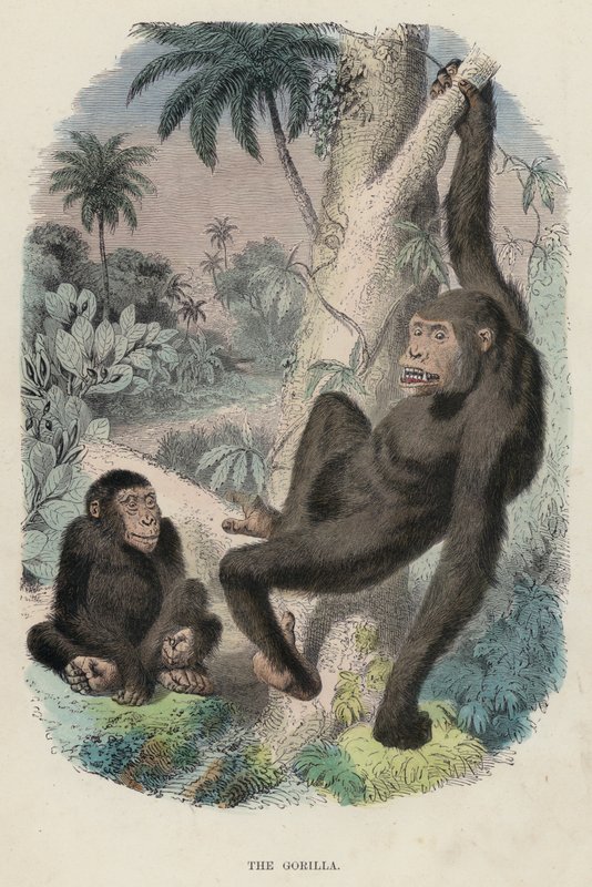 Der Gorilla von English School