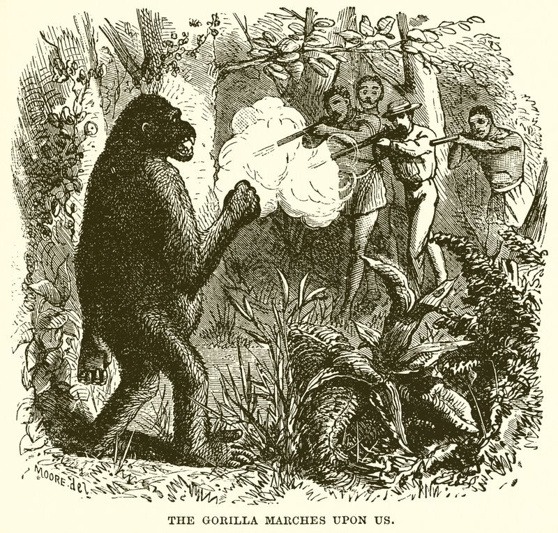 Der Gorilla marschiert auf uns zu von English School