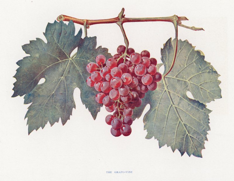 Der Weinstock von English School
