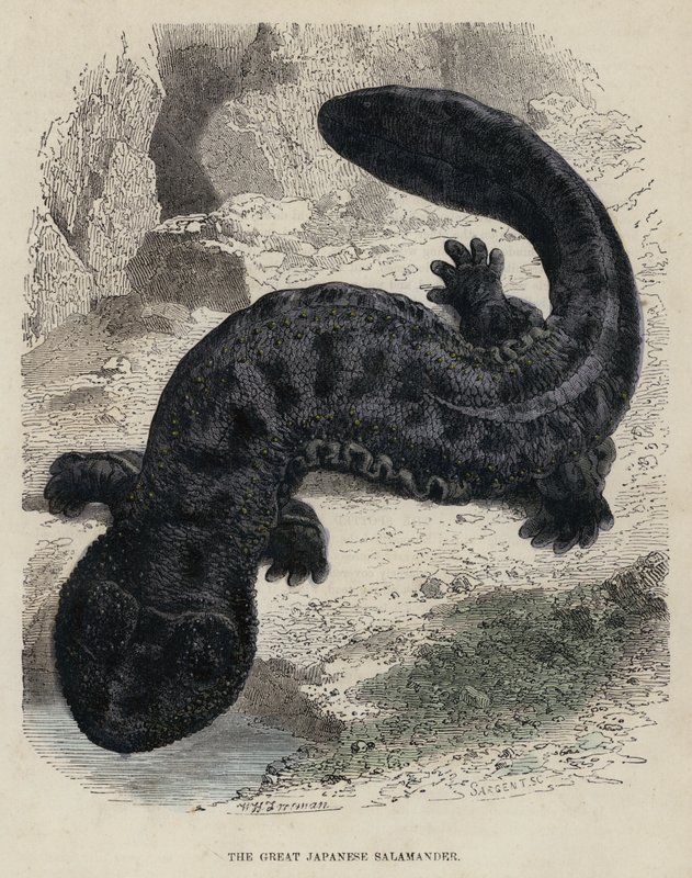 Der Große Japanische Salamander von English School