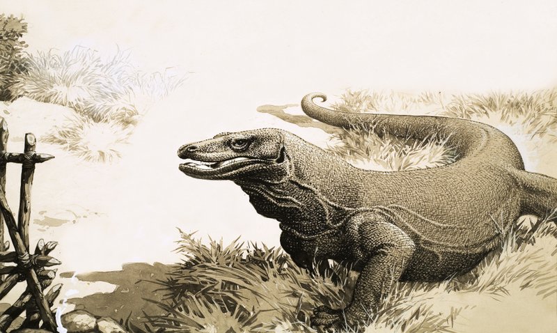 Der Komodowaran von English School