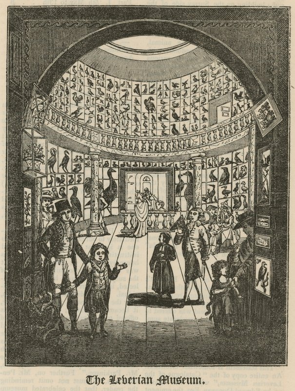 Das Leverian Museum von English School