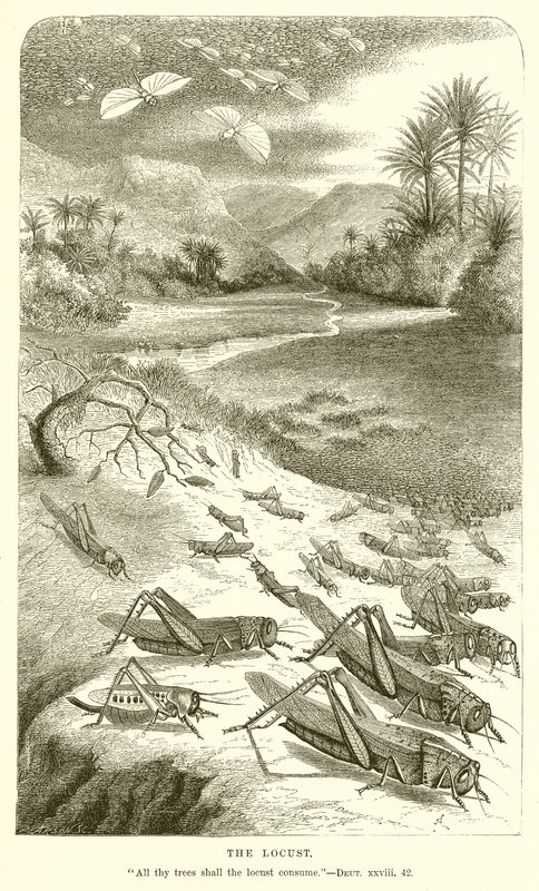 Die Heuschrecke von English School