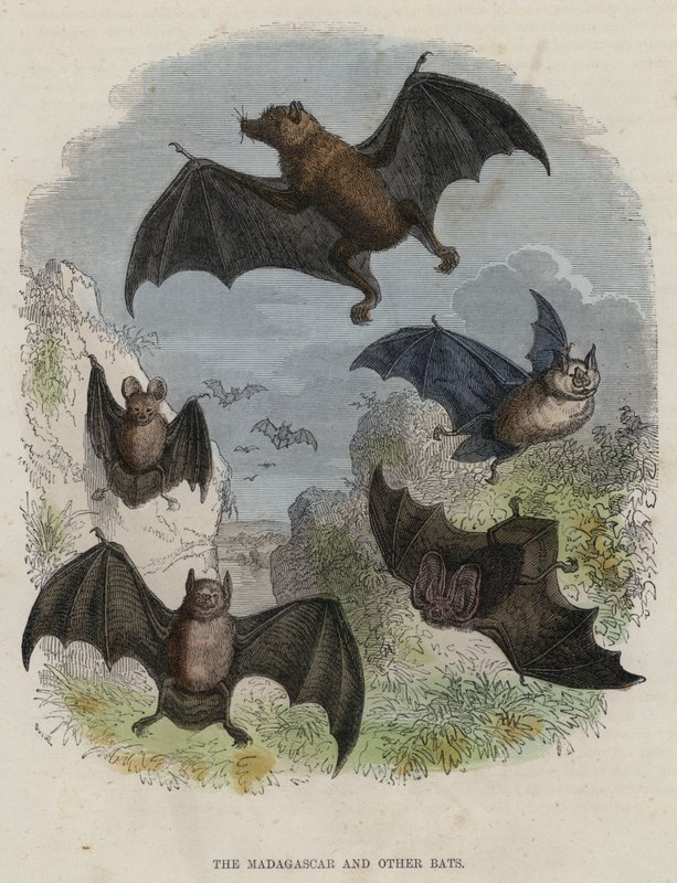 Die Madagaskar- und andere Fledermäuse von English School