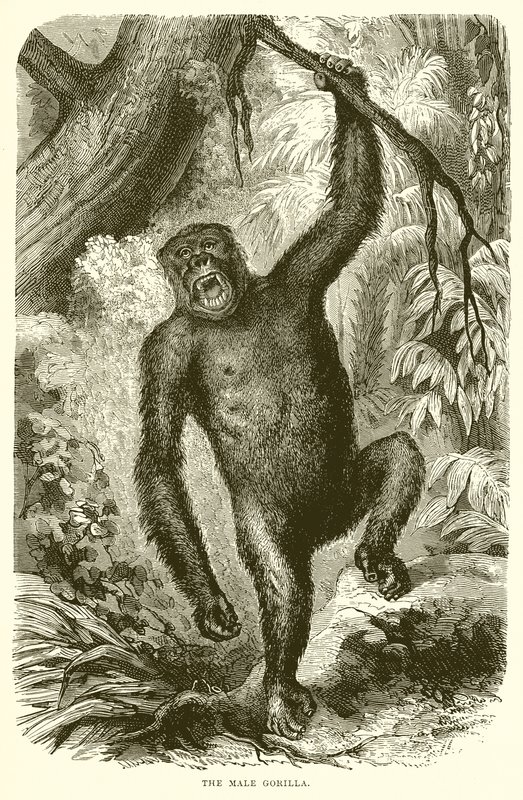 Der männliche Gorilla von English School