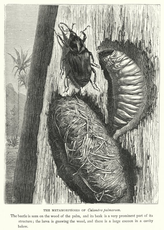 Die Metamorphosen von Calandra palmarum von English School