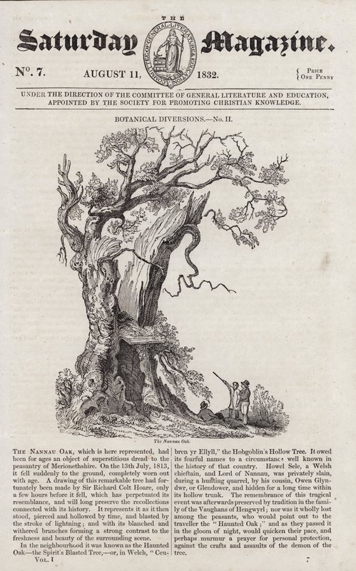 Die Nannau-Eiche (Gravur) von English School