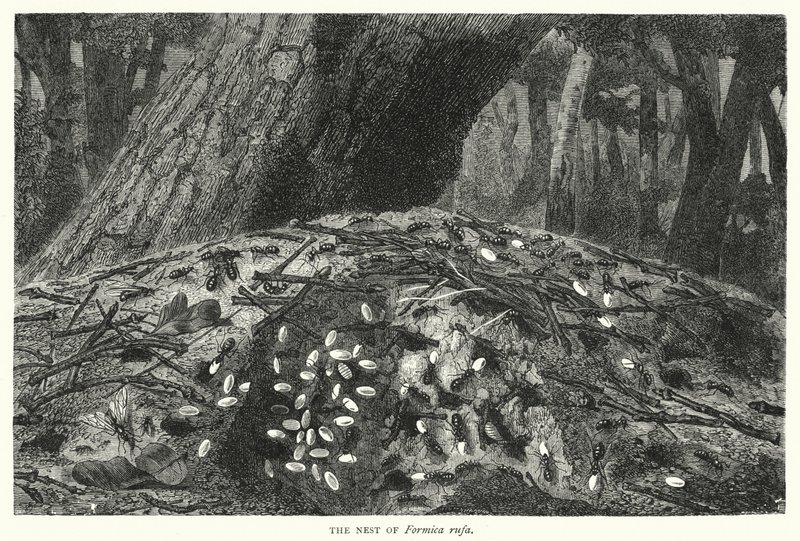 Das Nest von Formica rufa von English School