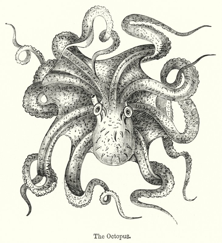 Der Oktopus von English School
