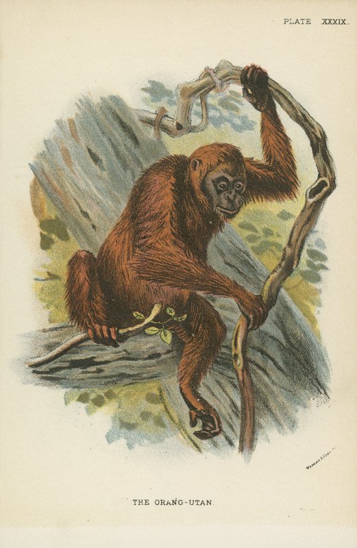 Der Orang-Utan von English School
