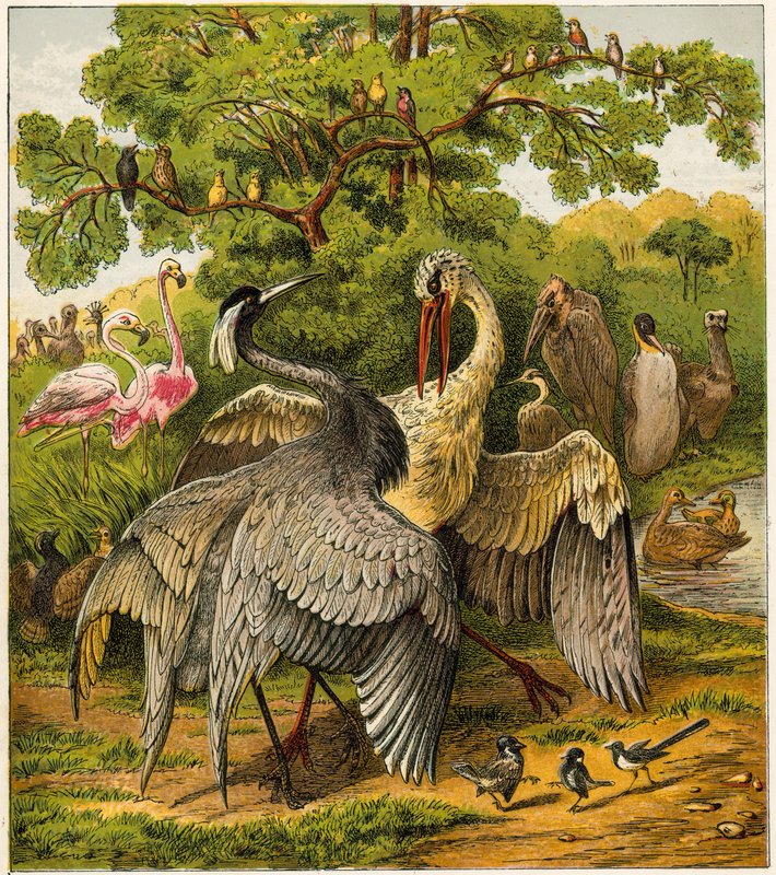 Der Pfau zu Hause von English School