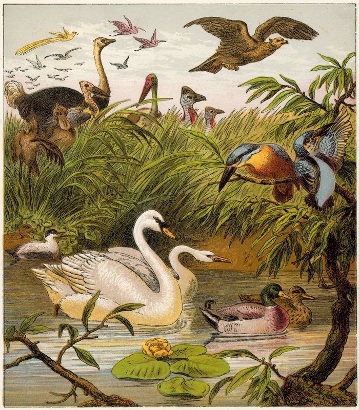 Der Pfau zu Hause von English School