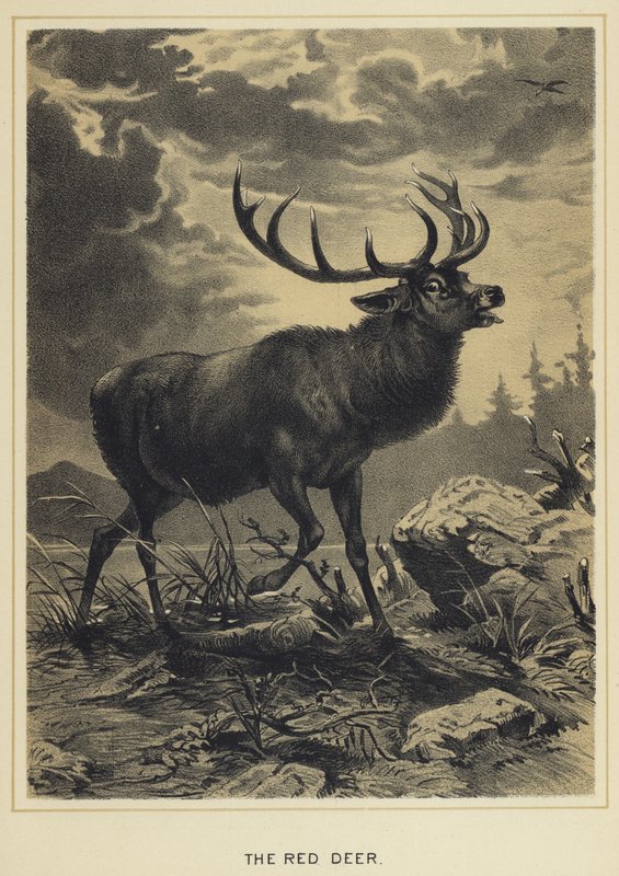 Das Rotwild von English School