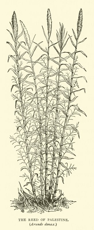 Das Schilfrohr von Palästina, Arundo donax von English School