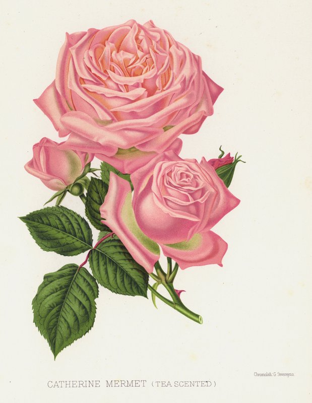 Der Rosengarten: Catherine Mermet, Teeduftend von English School
