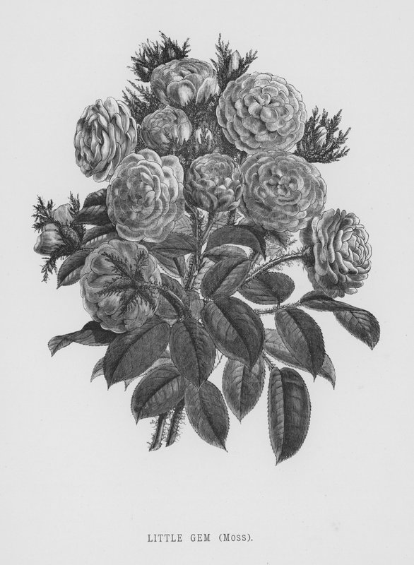 Der Rosengarten: Kleiner Edelstein, Moos von English School