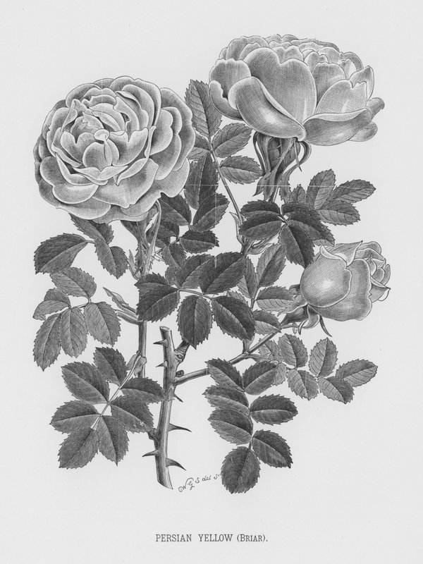 Der Rosengarten: Persisches Gelb, Briar von English School