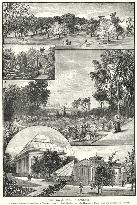 Die Königlichen Botanischen Gärten (Gravur) von English School