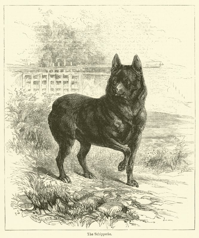 Der Schipperke von English School