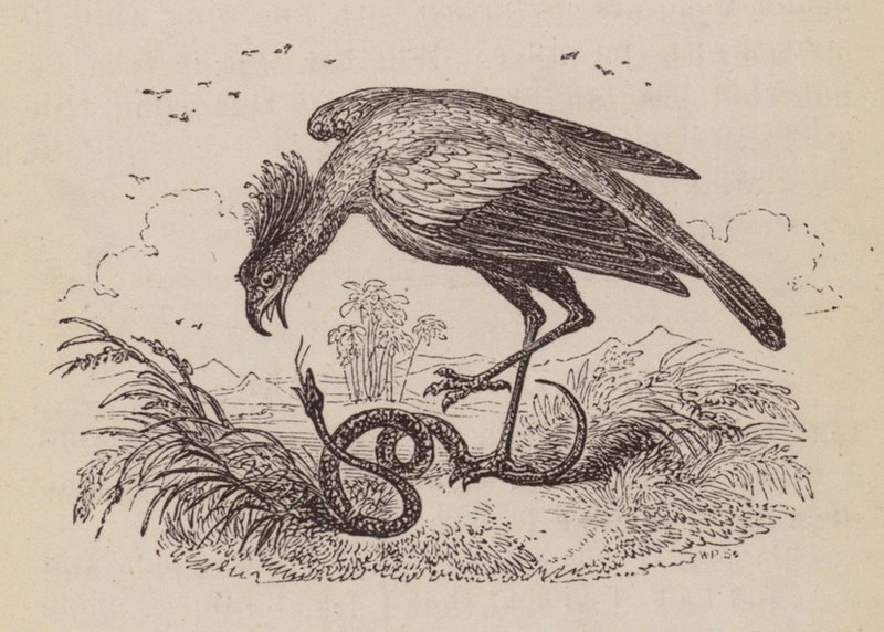 Der Sekretärvogel von English School
