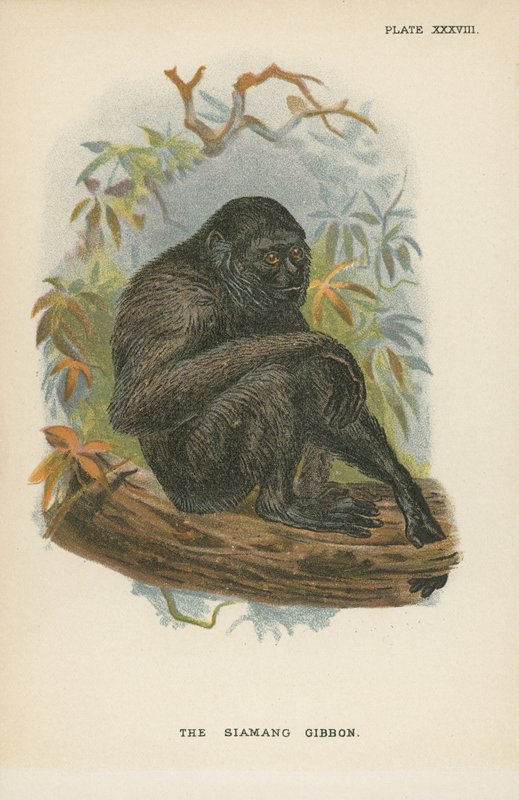 Der Siamang-Gibbon von English School