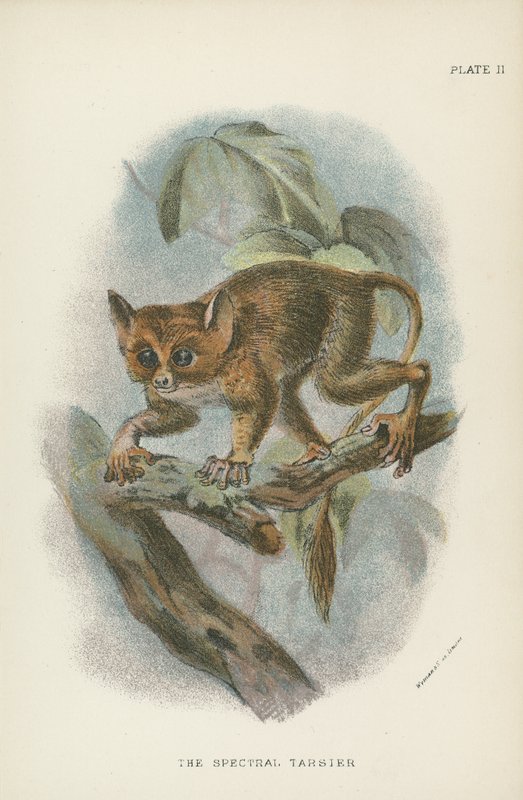 Der Spektral-Tarsier von English School