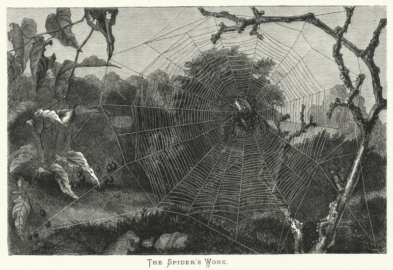Die Arbeit der Spinne (Stich) von English School