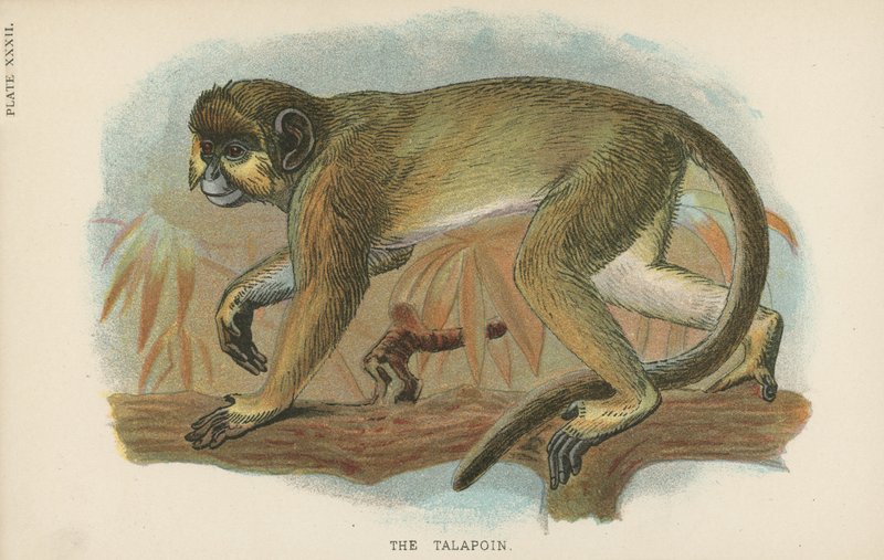Der Talapoin von English School