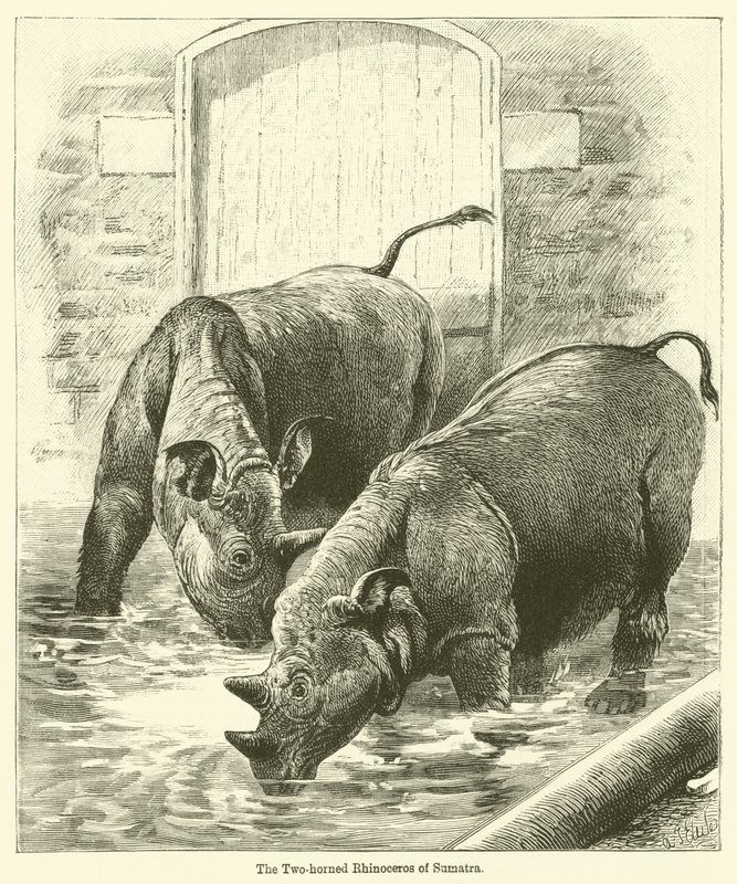 Das zweihörnige Nashorn von Sumatra von English School