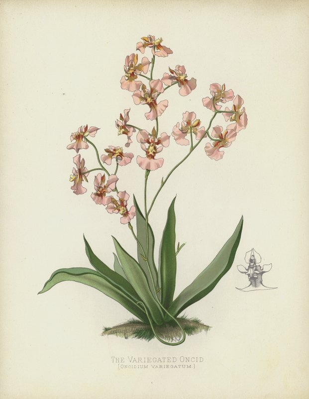 Der Bunte Oncid, Oncidium Variegatum von English School