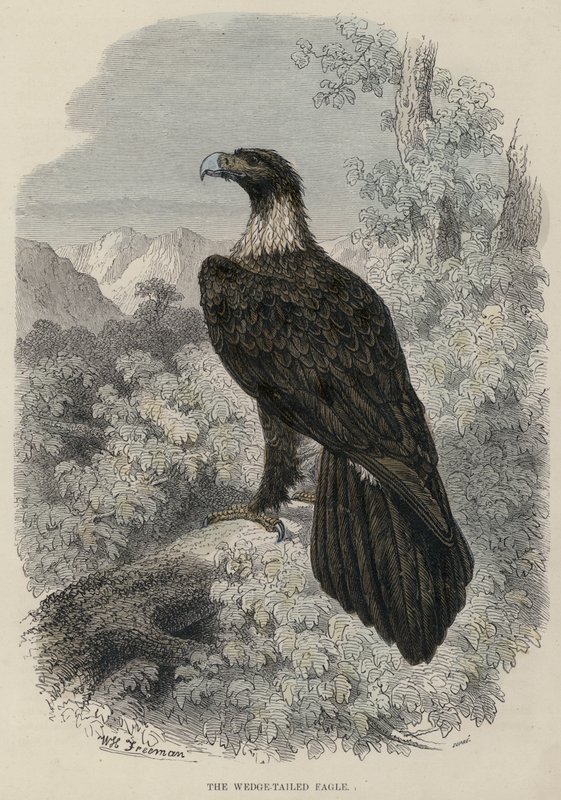 Der Keilschwanzadler von English School