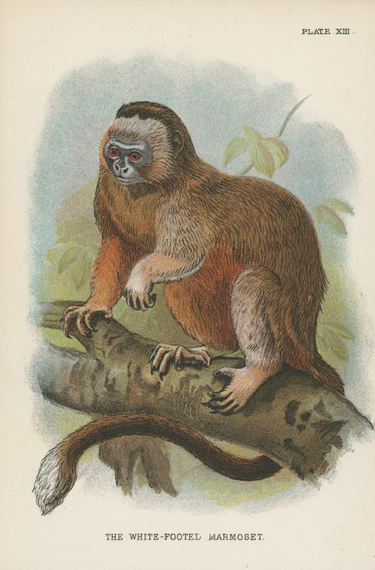 Der Weißfußmarmoset von English School