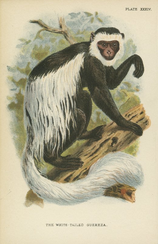 Der Weißschwanz-Guereza von English School