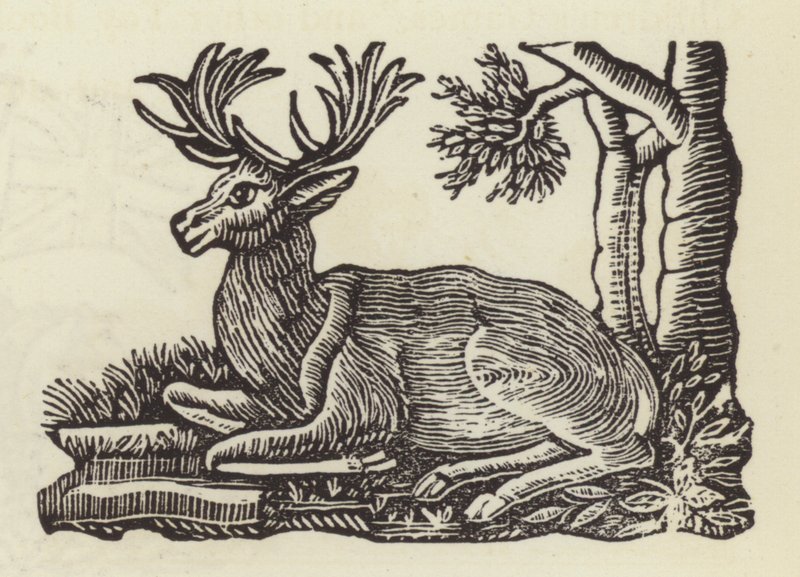 Der Weiße Hirsch von English School