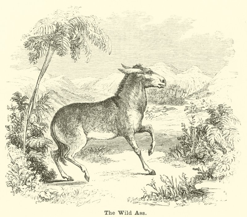 Der Wildesel von English School