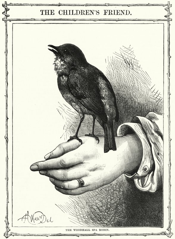 Der Woodhall Spa Robin (Gravur) von English School