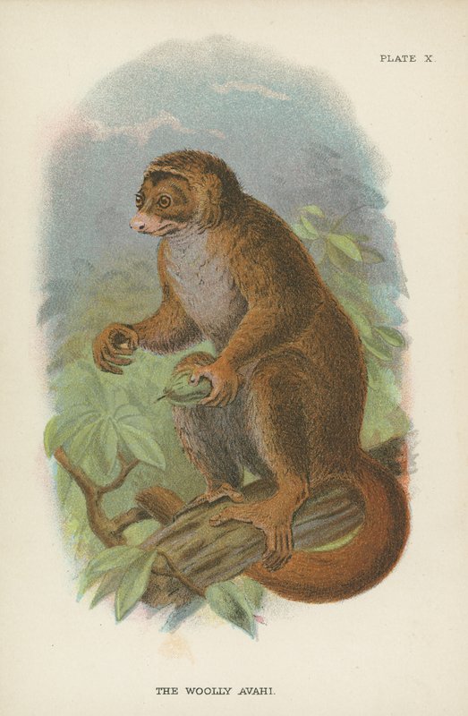 Der Wollige Avahi von English School