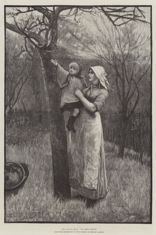 Die junge Knospe (Gravur) von English School