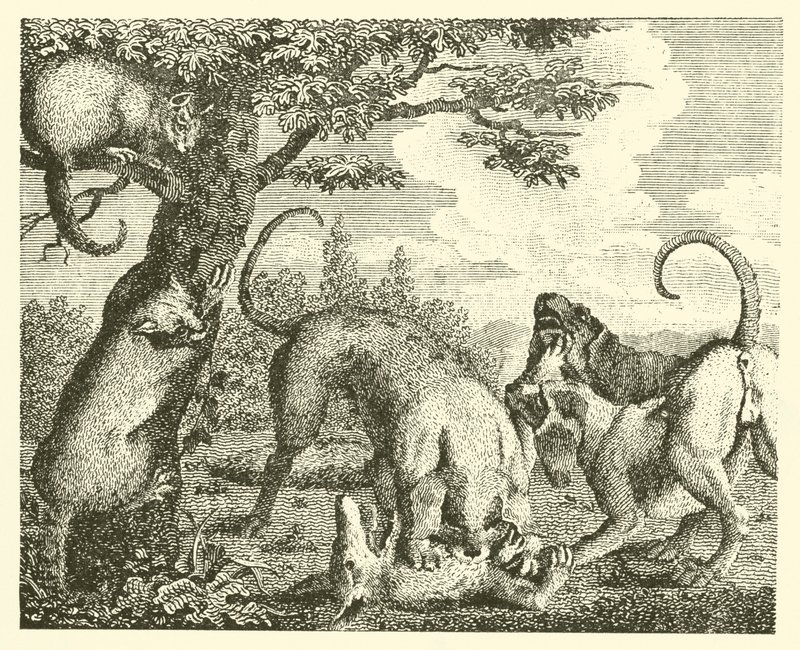 Die Katze und der Fuchs von English School