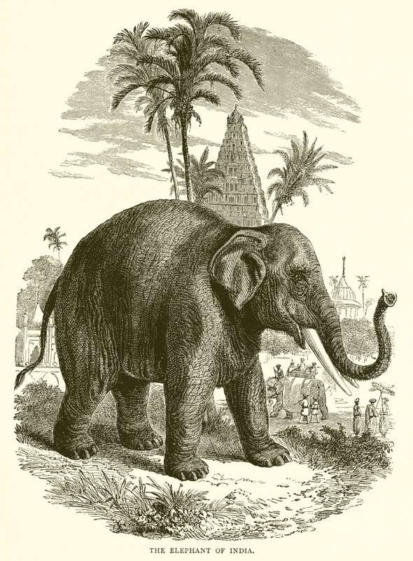Der Elefant von Indien von English School